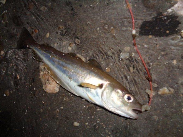 Huib, kantvissen aan Zoutelande en de Westerschelde