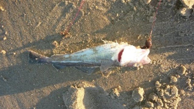 Vissen aan het Nollestrand, Joost en Richard