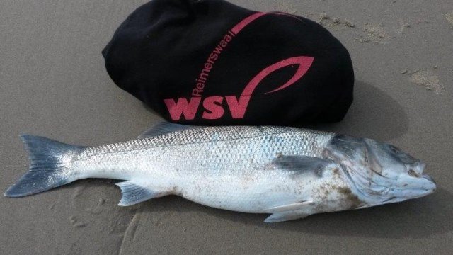 Strandsessie Domburg, Joost, Wijnand en Kyan