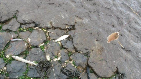 Westerschelde op Laagwater, Joost