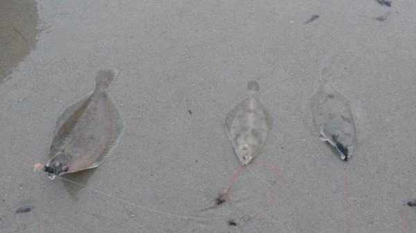 Joost en Matheo, Scharrenbal aan het Nollestrand