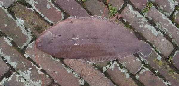 Eldert, vissen op tong, aan de Botlek