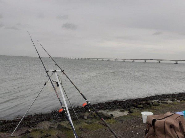 Stefan, kantvissen Oosterschelde