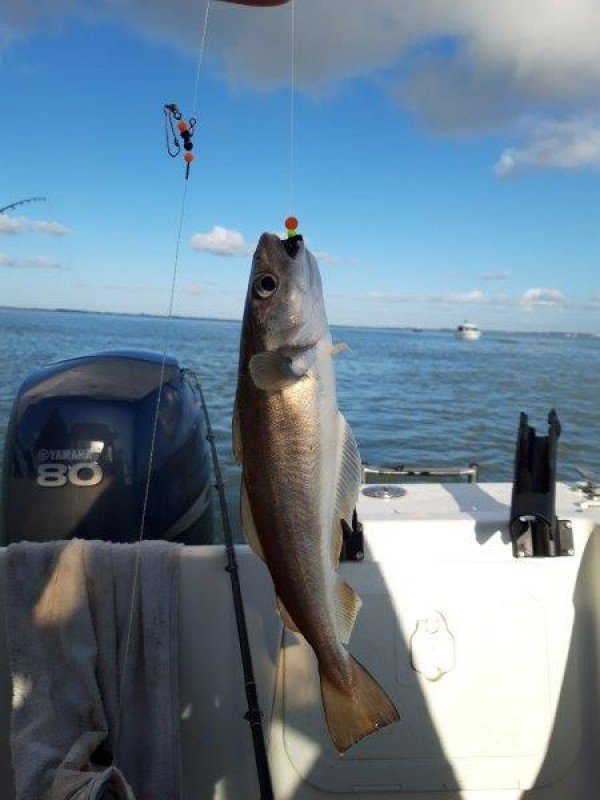 Tom, vissen westerschelde