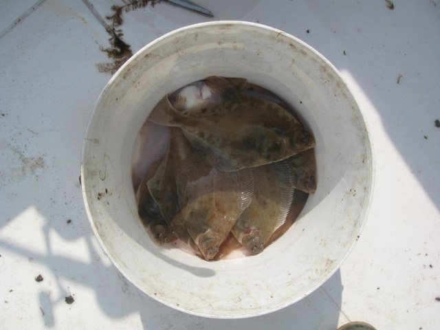 Bootvissen Oosterschelde, Kattendijke