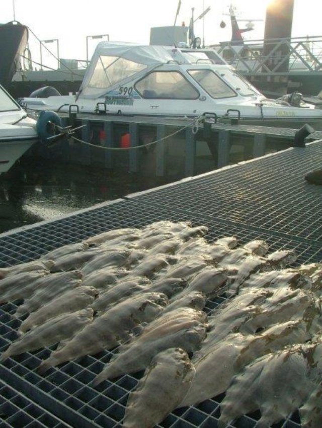 De Kleinebootvisser nachtvisserij