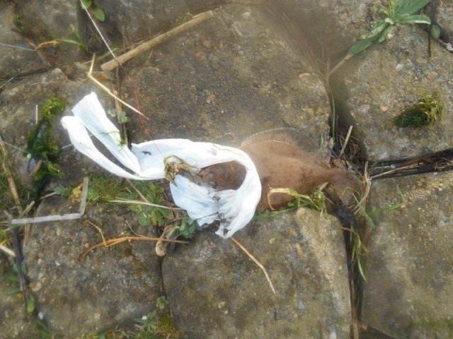 Scharren meppen in de Waterweg