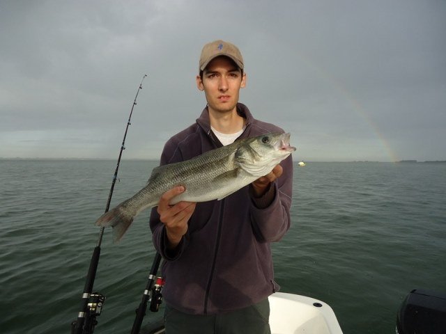 Bert op de zeebaars