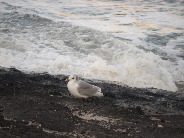 Leo op herhaling naar  De Maasvlakte 2