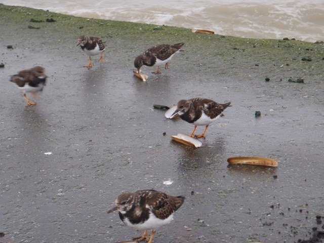 Jack in Cadzand