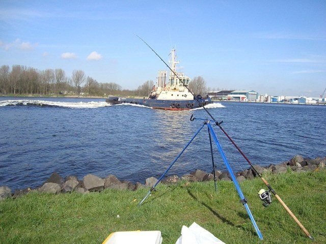 Willem(gaatvissen) aan het NoordZeeKanaal