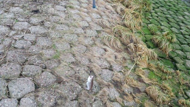 Wijting en Gul vangen aan Maassluis, Edijan