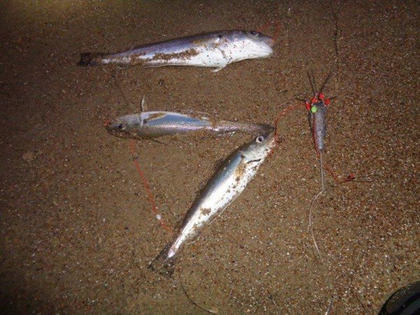 Huib, strandvissen Nollestrand