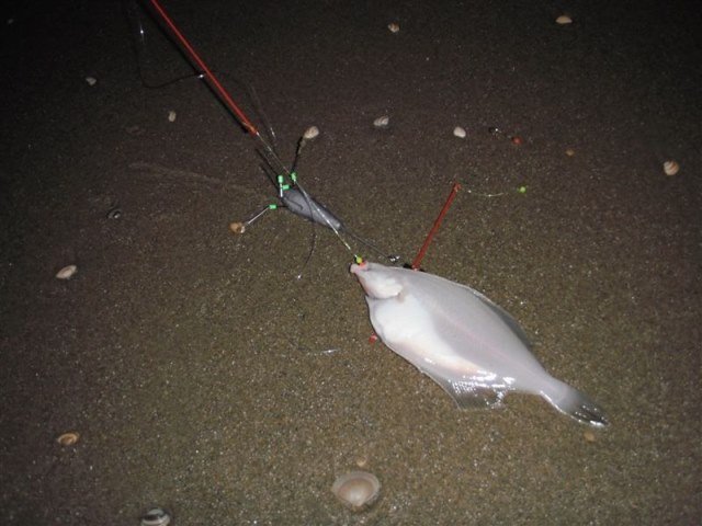 Ter Heijde aan zee