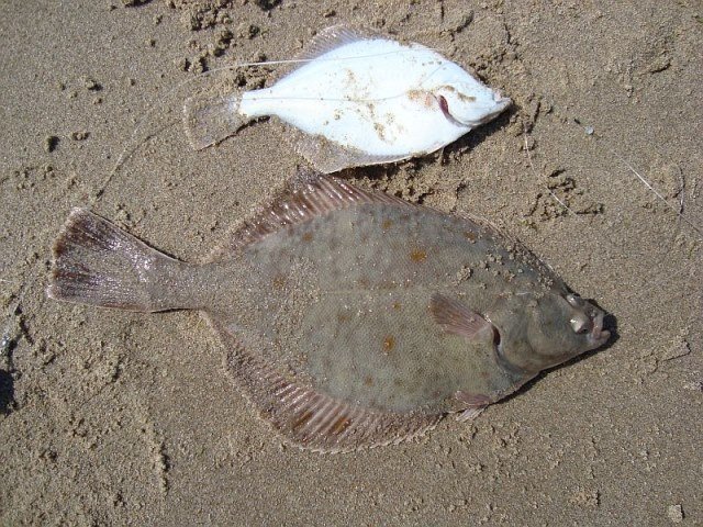 Ter Heijde strand