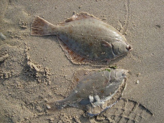 Ter Heijde strand