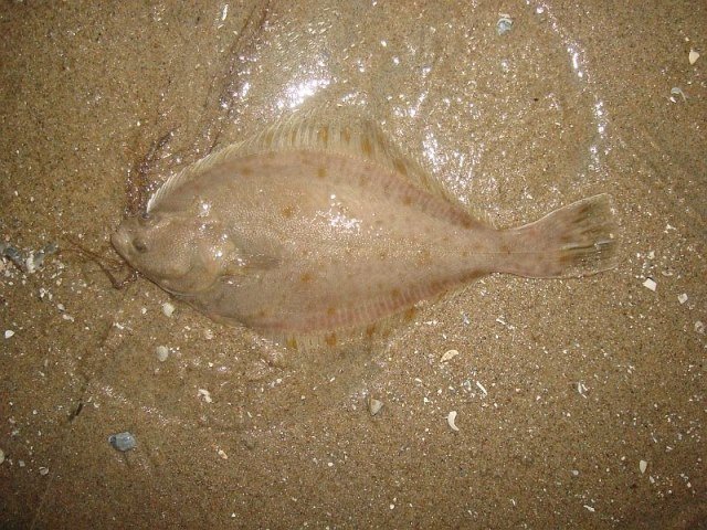 Strand Ter Heijde