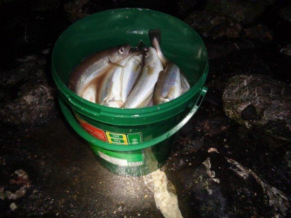 Huib, kantvisserij Westerschelde