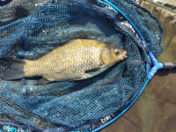 Feeder method Vissen Op Karper Brasem En Zeelt In Gelderland Zuid Feeder method Vissen Op Karper Brasem En Zeelt In Gelderland Zuid