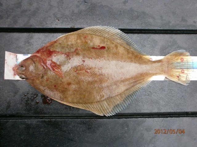 Ankervissen met Wiesje vanuit Vlissingen